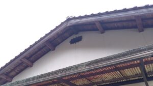 スズメバチの巣駆除